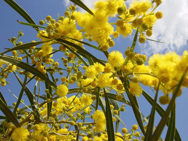 mimosa